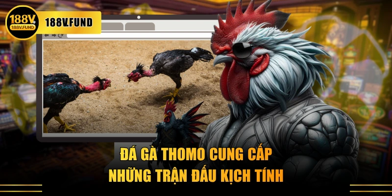 Đá gà Thomo cung cấp những trận đấu kịch tính